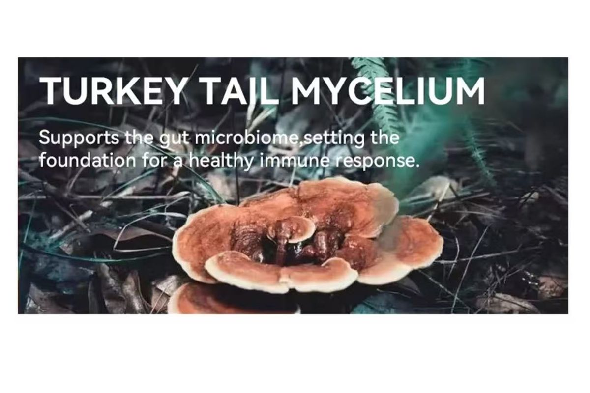 LIFEWORTH Turkey Tail Mushroom Supplement